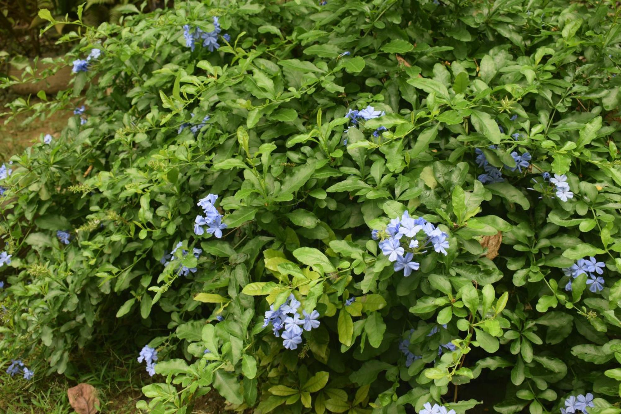 Namaya Nature Kandy Ngoại thất bức ảnh