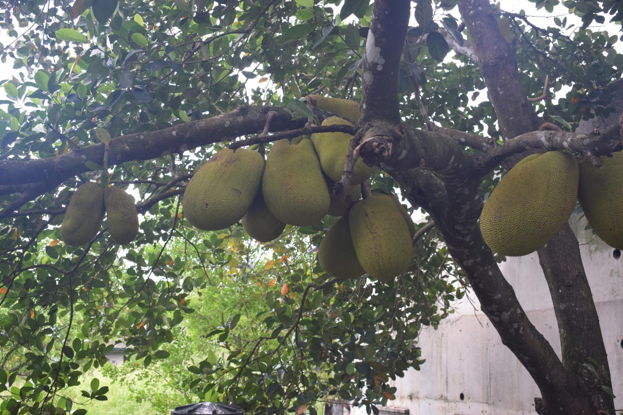 Namaya Nature Kandy Ngoại thất bức ảnh