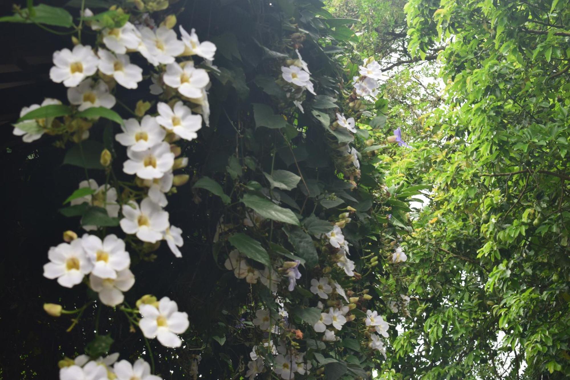 Namaya Nature Kandy Ngoại thất bức ảnh