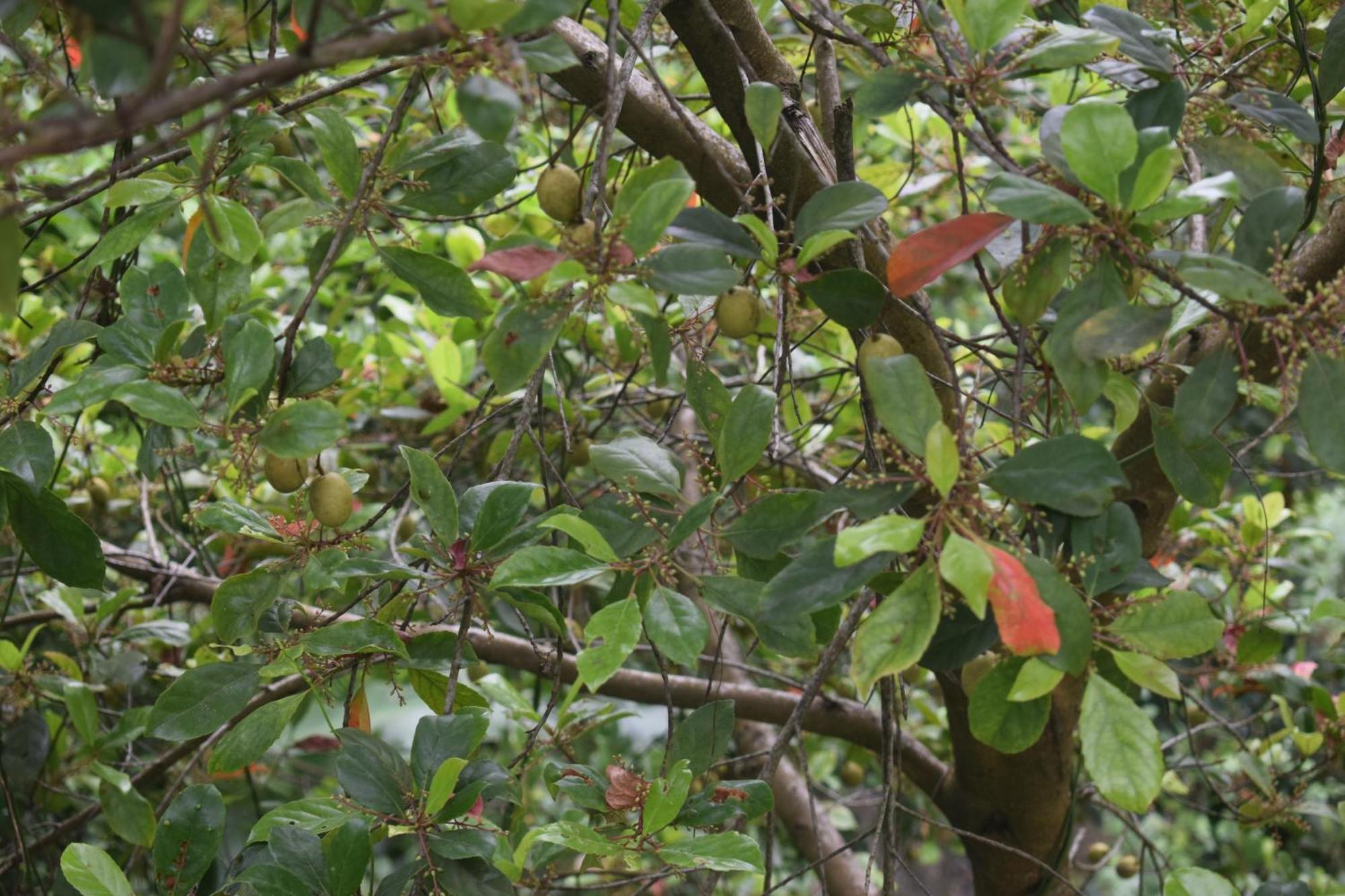 Namaya Nature Kandy Ngoại thất bức ảnh